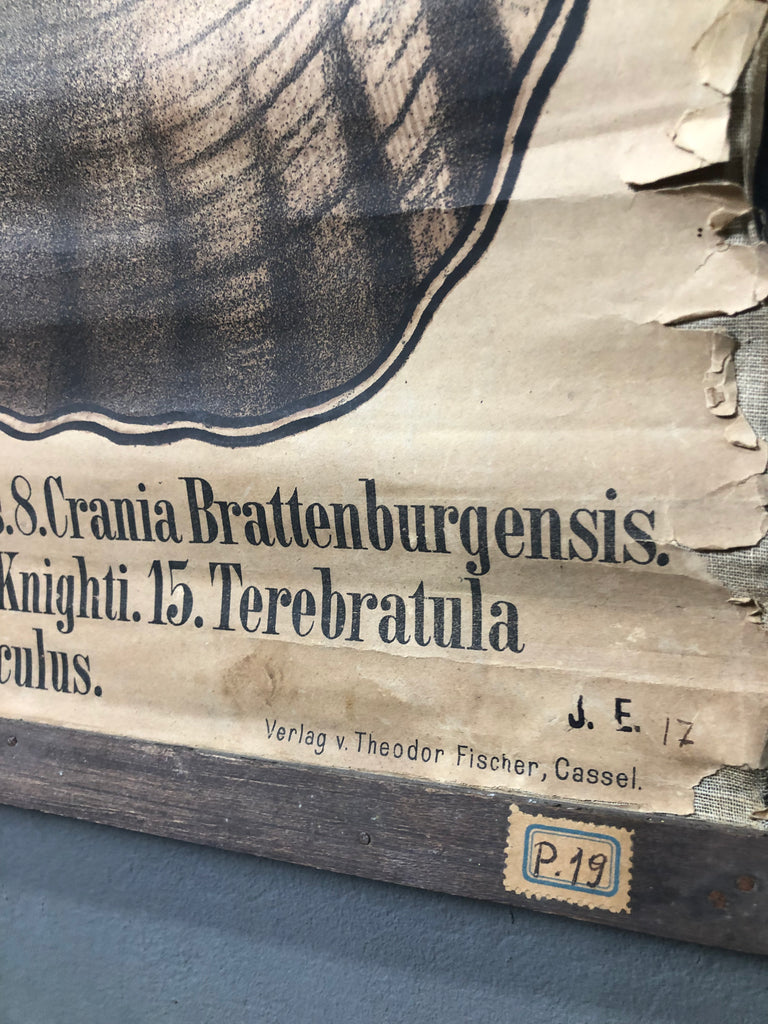 Karl Alfred von Zittel (18391904)