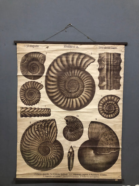 Karl Alfred von Zittel (1839-1904) "Paleontological Wall Painting 3