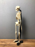 Skeleton Model